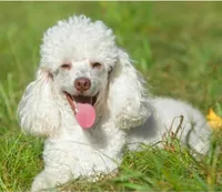 Onyx, a male Miniature Aussiedoodle for sale in Baton Rouge, LA – 2 of 3