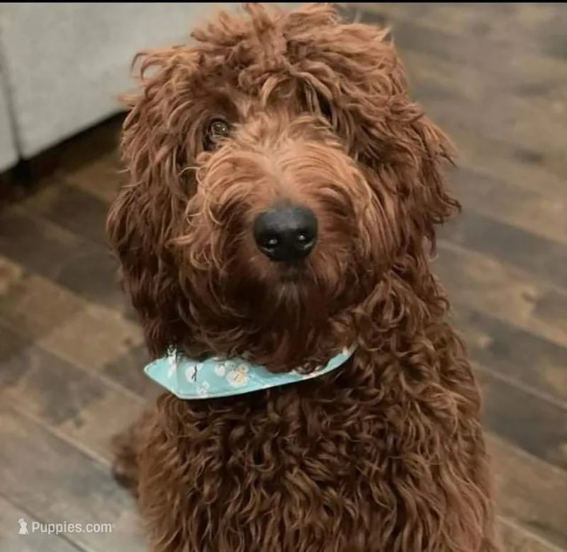 Truffle – Irish Doodle puppy for sale in Baton Rouge, LA
