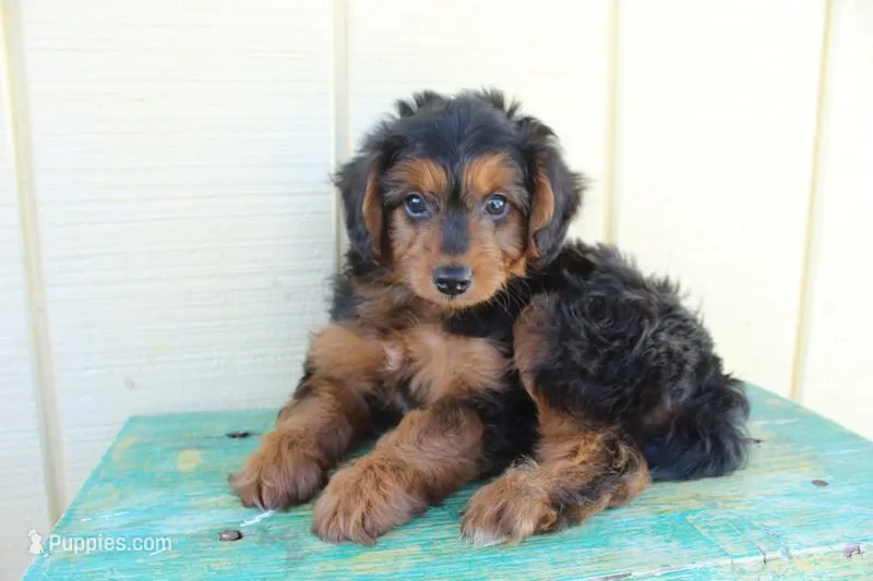 Cobalt – Miniature Aussiedoodle puppy for sale in Baton Rouge, LA