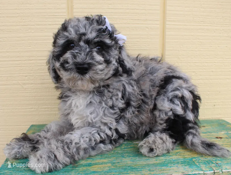 F1b Petite goldendoodle  – Miniature Goldendoodle puppy for sale in Baton Rouge, LA