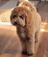 F1b Petite goldendoodle , a female Miniature Goldendoodle for sale in Baton Rouge, LA – Photo 4 of 4