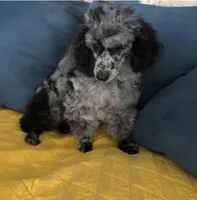 F1b Petite goldendoodle , a female Miniature Goldendoodle for sale in Baton Rouge, LA – Photo 3 of 4