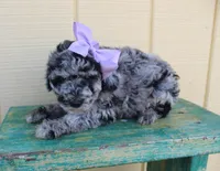 F1b Petite goldendoodle , a female Miniature Goldendoodle for sale in Baton Rouge, LA – Photo 2 of 4