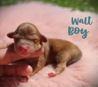 Walt toy aussiedoodle, a male Miniature Aussiedoodle for sale in Baton Rouge, LA – Photo 4 of 4