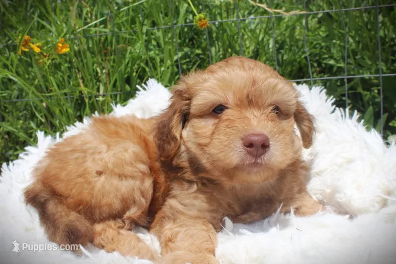 Walt toy aussiedoodle, a male Miniature Aussiedoodle for sale in Baton Rouge, LA – Photo 1 of 4