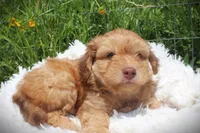 Walt toy aussiedoodle, a male Miniature Aussiedoodle for sale in Baton Rouge, LA – Photo 1 of 4