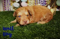 Walt toy aussiedoodle, a male Miniature Aussiedoodle for sale in Baton Rouge, LA – Photo 3 of 4