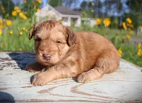 Walt toy aussiedoodle, a male Miniature Aussiedoodle for sale in Baton Rouge, LA – Photo 2 of 4