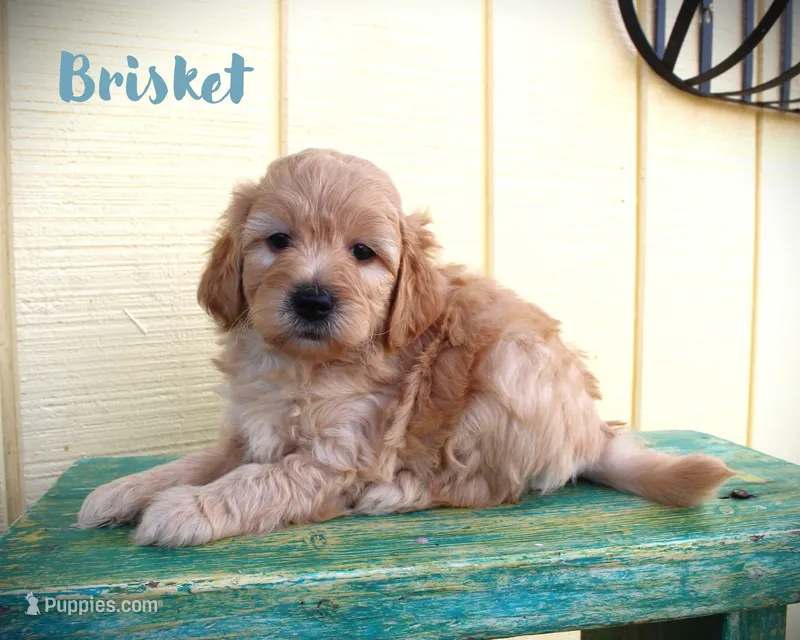 F1b Petite goldendoodle male – Miniature Goldendoodle puppy for sale in Baton Rouge, LA