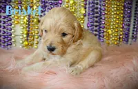 F1b Petite goldendoodle male, a male Miniature Goldendoodle for sale in Baton Rouge, LA – Photo 2 of 4