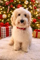 F1b Petite goldendoodle male, a male Miniature Goldendoodle for sale in Baton Rouge, LA – Photo 3 of 4