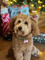 F1b Petite goldendoodle male, a male Miniature Goldendoodle for sale in Baton Rouge, LA – Photo 4 of 4