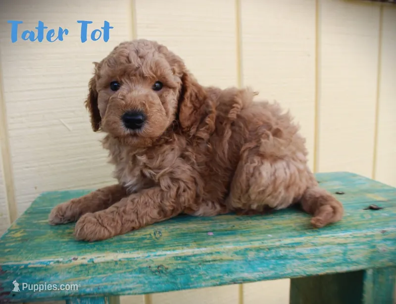 F1b Petite goldendoodle 