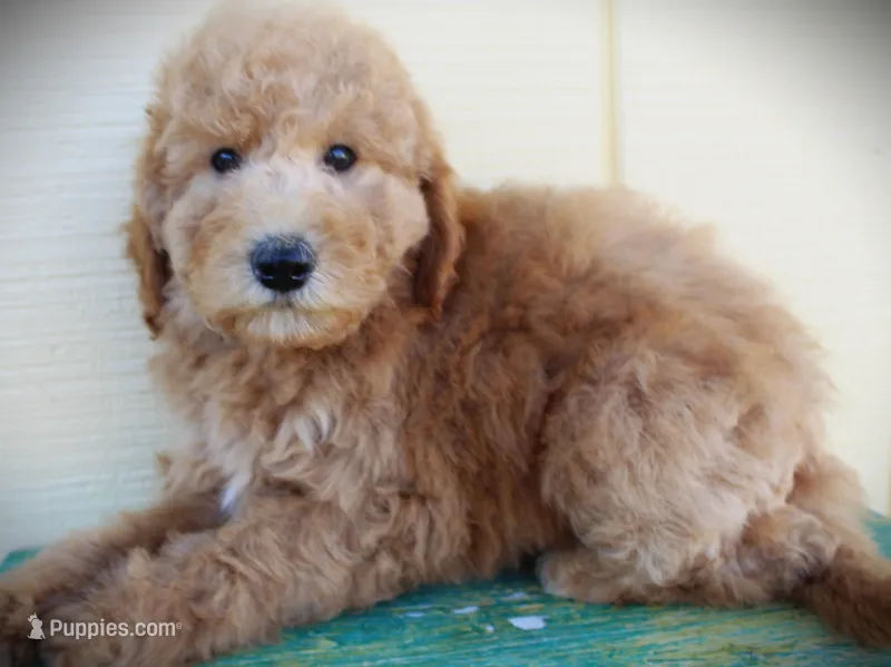 F1b Petite goldendoodle  – Miniature Goldendoodle puppy for sale in Baton Rouge, LA