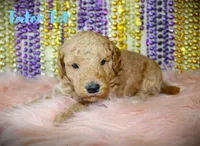 F1b Petite goldendoodle , a male Miniature Goldendoodle for sale in Baton Rouge, LA – Photo 2 of 4
