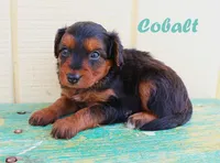 Cobalt, a male Miniature Aussiedoodle for sale in Baton Rouge, LA – 1 of 3