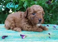 Teacup chip, a male Poodle - Toy  for sale in Baton Rouge, LA – 1 of 4