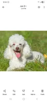 Cobalt, a male Miniature Aussiedoodle for sale in Baton Rouge, LA – 3 of 3