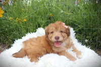 Penny, a female Miniature Aussiedoodle for sale in Baton Rouge, LA – Photo 1 of 3
