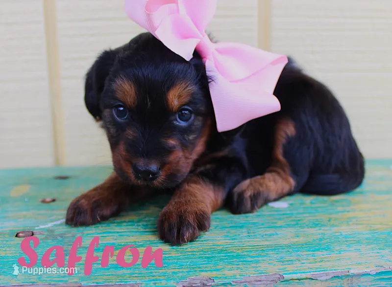 Saffron – Miniature Aussiedoodle puppy for sale in Baton Rouge, LA