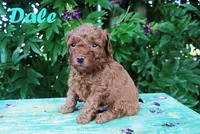 Teacup dale, a male Poodle - Toy  for sale in Baton Rouge, LA – 2 of 4