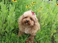 Teacup dale, a male Poodle - Toy  for sale in Baton Rouge, LA – 4 of 4