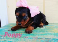 Poppy, a female Miniature Aussiedoodle for sale in Baton Rouge, LA – 2 of 4