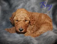 george, a male Miniature Goldendoodle for sale in Baton Rouge, LA – Photo 2 of 4