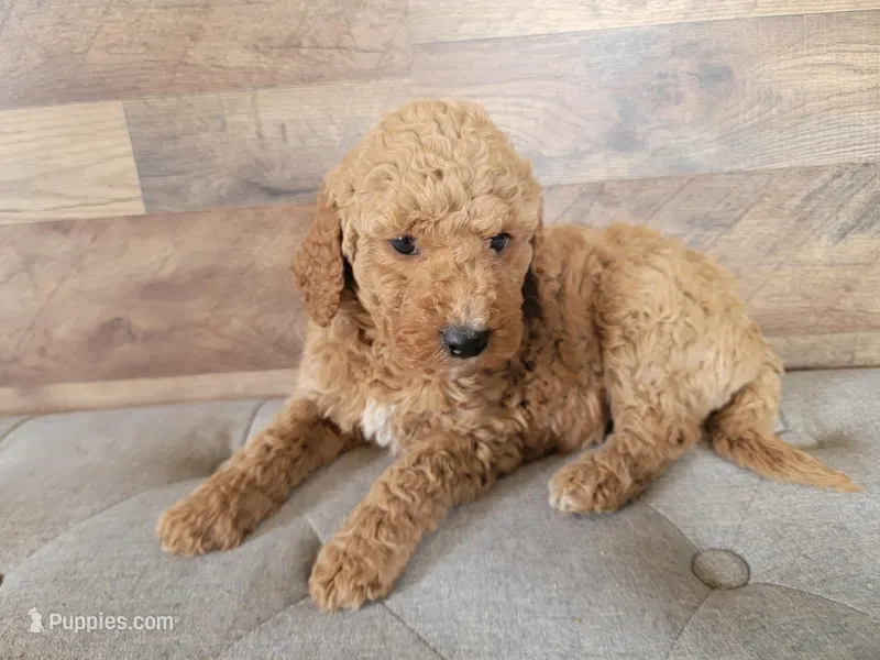 george, a male Miniature Goldendoodle for sale in Baton Rouge, LA – Photo 1 of 4