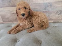 george, a male Miniature Goldendoodle for sale in Baton Rouge, LA – Photo 4 of 4