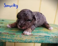 Stormy/Toy goldendoodle, a female Miniature Goldendoodle for sale in Baton Rouge, LA – Photo 2 of 2