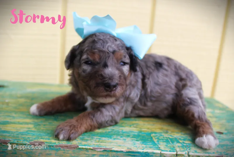 Stormy/Toy goldendoodle – Miniature Goldendoodle puppy for sale in Baton Rouge, LA