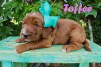 Toffee , a female Irish Doodle for sale in Baton Rouge, LA – 1 of 2