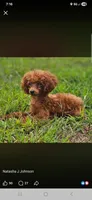 Teacup chip, a male Poodle - Toy  for sale in Baton Rouge, LA – 3 of 4