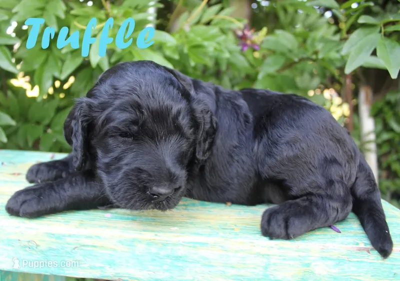Truffle – Irish Doodle puppy for sale in Baton Rouge, LA