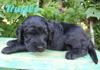 Truffle, a male Irish Doodle for sale in Baton Rouge, LA – 2 of 2