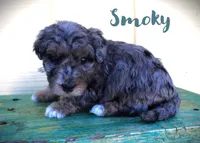 Smoky/Toy goldendoodle, a male Miniature Goldendoodle for sale in Baton Rouge, LA – Photo 1 of 2