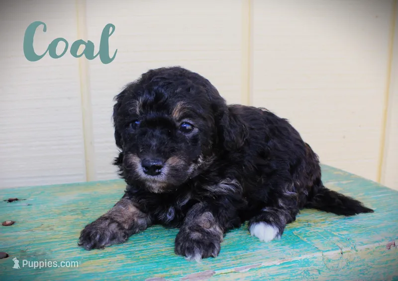 Coal – Poodle - Toy  puppy for sale in Baton Rouge, LA