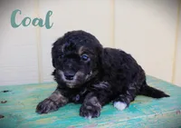 Coal, a male Poodle - Toy  for sale in Baton Rouge, LA – Photo 1 of 2