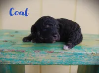 Coal, a male Poodle - Toy  for sale in Baton Rouge, LA – Photo 2 of 2
