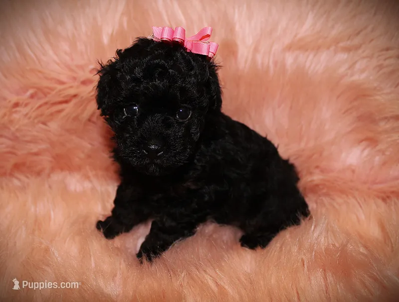 Teacup poodle 