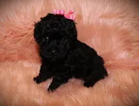 Teacup poodle , a female Poodle - Toy  for sale in Baton Rouge, LA – Photo 1 of 5