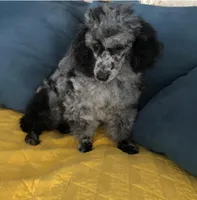 Teacup poodle , a female Poodle - Toy  for sale in Baton Rouge, LA – Photo 5 of 5