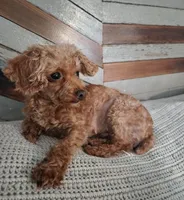Teacup poodle , a female Poodle - Toy  for sale in Baton Rouge, LA – Photo 4 of 5