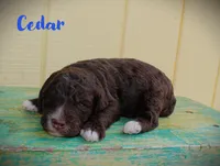 Cedar/Toy goldendoodle, a male Miniature Goldendoodle for sale in Baton Rouge, LA – Photo 2 of 2