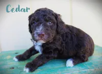 Cedar/Toy goldendoodle, a male Miniature Goldendoodle for sale in Baton Rouge, LA – Photo 1 of 2