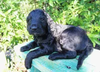 Truffle, a male Irish Doodle for sale in Baton Rouge, LA – 1 of 3