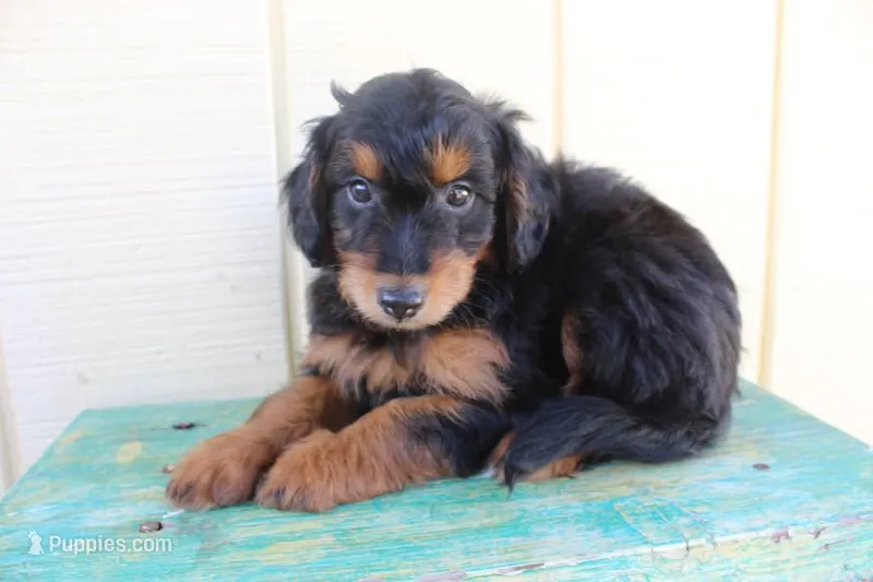 Onyx – Miniature Aussiedoodle puppy for sale in Baton Rouge, LA