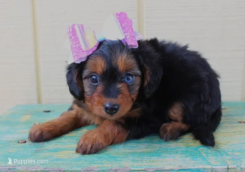 Poppy – Miniature Aussiedoodle puppy for sale in Baton Rouge, LA