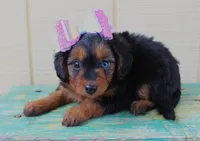 Poppy, a female Miniature Aussiedoodle for sale in Baton Rouge, LA – 1 of 4